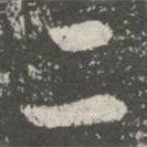 王羲之写的草书二