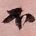 趙之謙寫(xiě)的草書(shū)不