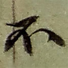 趙之謙寫(xiě)的草書(shū)不