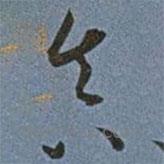 王寵寫的草書真