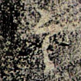 智果写的草书言