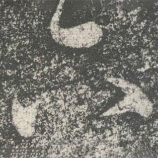 何氏写的草书下