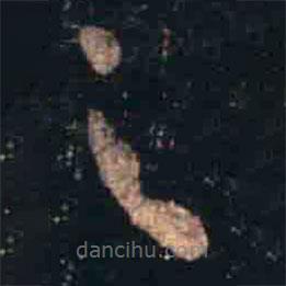 王羲之写的草书足