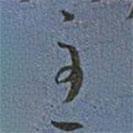 王寵寫(xiě)的草書(shū)主