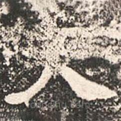 魏碑寫的楷書大