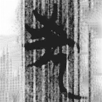 上博简写的篆书先