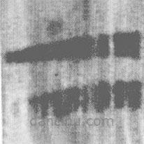 上博简写的篆书二