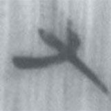 安大简字表写的篆书又