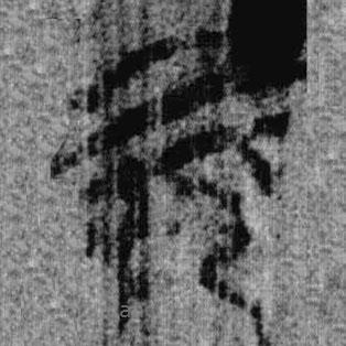 上博简写的篆书而