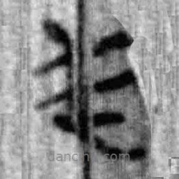 简帛写的篆书民