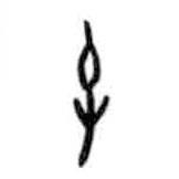 甲骨文寫(xiě)的篆書(shū)屯